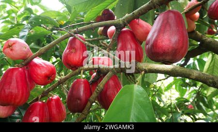 Fruit de goyave jamaïcain encore sur l'arbre Banque D'Images