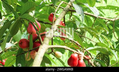 Fruit de goyave jamaïcain encore sur l'arbre Banque D'Images