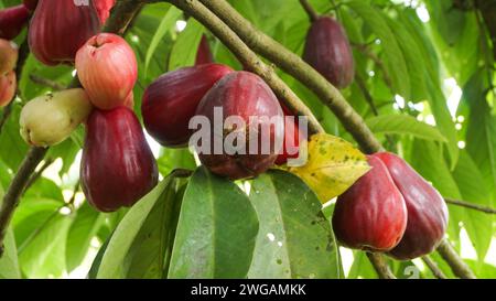 Fruit de goyave jamaïcain encore sur l'arbre Banque D'Images