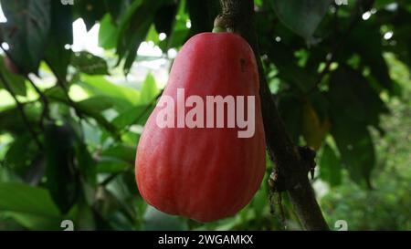 Fruit de goyave jamaïcain encore sur l'arbre Banque D'Images