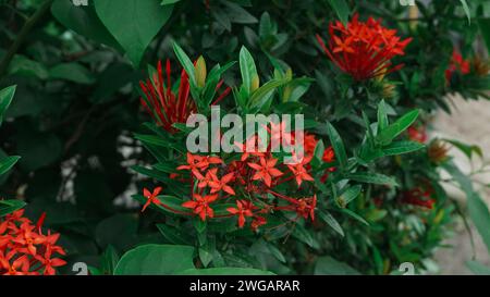 Blush rouge fleurs ashoka ou saraca asoka isolé sur fond blanc Banque D'Images