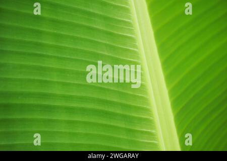Les feuilles de banane verte sont une photo de fond naturelle et belle Banque D'Images