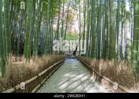 Magnifique jardin de bambou au temple Hokokuji Banque D'Images