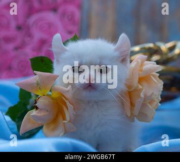 Portrait d'un chaton blanc avec des fleurs dans un studio dans des tons roses et bleus Banque D'Images