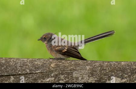 Fantail gris, Rhipidura albiscapa, perché sur une clôture, sud-est de l'Australie. Banque D'Images