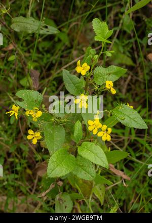 Houblon goodenia, Goodenia ovata, en fleur dans les bois ouverts, sud-est de l'Australie. Banque D'Images