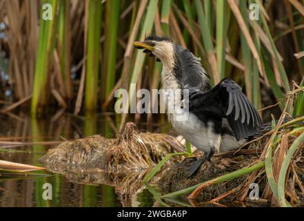 Petit cormoran à pied, Microcarbo melanoleucos, installé dans les marais au bord du lac. Victoria, Australie. Banque D'Images