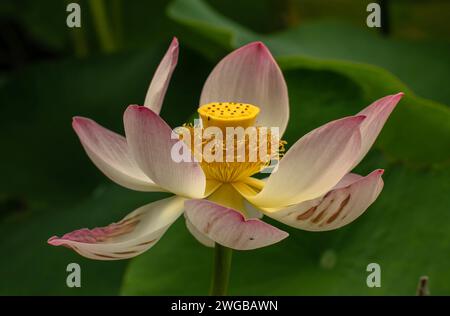 Fleur de lotus Sacré, Nelumbo nucifera, commençant à mûrir en fruits. Banque D'Images