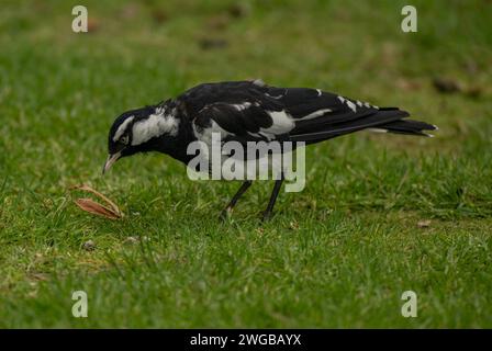 Magpie-Alouk, Grallina cyanoleuca, se nourrissant sur pelouse, Melbourne. Banque D'Images