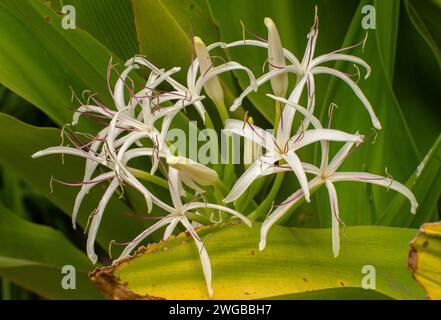 Lys des marais, Crinum pedunculatum, en fleur en été ; côte est de l'Australie. Banque D'Images
