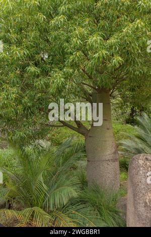 Arbre à bouteilles du Queensland, Brachychiton rupestris. En culture, Queensland. Banque D'Images