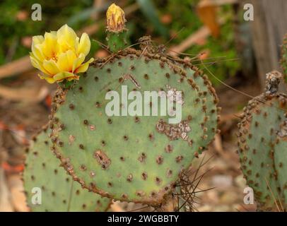 Poire de Barbarie violette, Opuntia azurea, dans le parc national de Big Bend, Texas. Banque D'Images