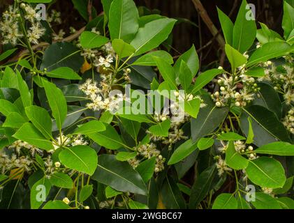 Queensland box, Lophostemon confertus, en fleur dans le Queensland. Banque D'Images