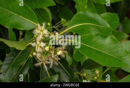 Queensland box, Lophostemon confertus, en fleur dans le Queensland. Banque D'Images