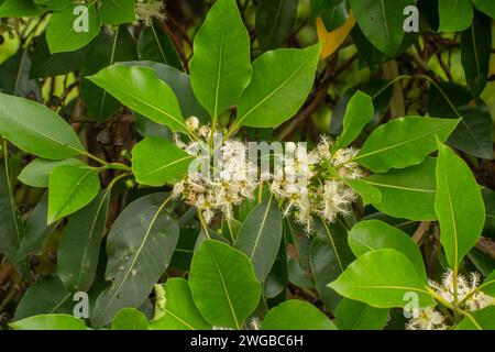 Queensland box, Lophostemon confertus, en fleur dans le Queensland. Banque D'Images