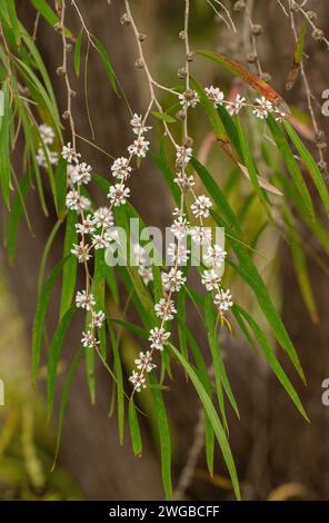 Myrte de saule, Agonis flexuosa, brousse en fleur ; Australie occidentale. Banque D'Images