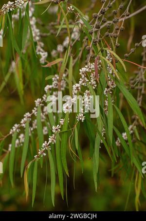 Myrte de saule, Agonis flexuosa, brousse en fleur ; Australie occidentale. Banque D'Images