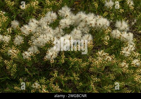 Écorce de papier à feuilles de lin, Melaleuca linariifolia, brousse en fleur au milieu de l'été. Australie orientale. Banque D'Images