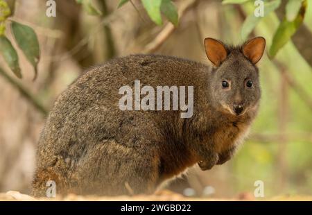 Pademelon de Tasmanie, Thylogale billardierii, sur gazland, Tasmanie. Banque D'Images