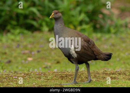 Nativehen de Tasmanie, Tribonyx mortierii, se nourrissant sur les prairies. Banque D'Images