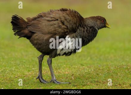 Nativehen de Tasmanie, Tribonyx mortierii, se nourrissant sur les prairies. Banque D'Images