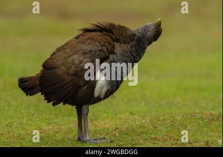 Nativehen de Tasmanie, Tribonyx mortierii, se nourrissant des prairies, tordant son cou pour regarder vers le haut. Banque D'Images