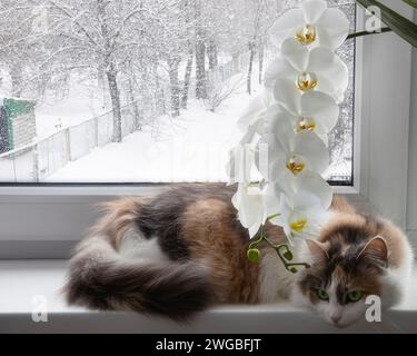 Chat mignon sur la fenêtre avec orchidée en fleurs Banque D'Images