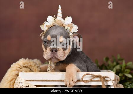 Chiot chien bouledogue français brun brun brun brun de style boho avec bandeau licorne dans une boîte devant un fond marron Banque D'Images