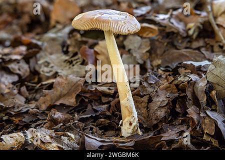 Tawny Grisette, New Forest, Hampshire, Royaume-Uni Banque D'Images