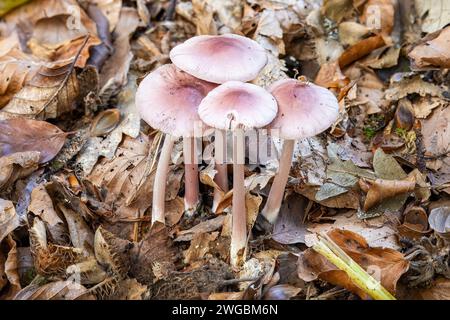 Lilas Bonnet, New Forest, Hampshire, Royaume-Uni Banque D'Images