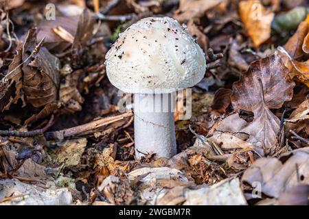 False Deathcap, Amanita citrina, New Forest, Hampshire, Royaume-Uni Banque D'Images