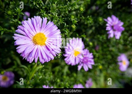 Symphyotrichum novi-belgii (aster de New York) fleur rose dans le jardin vert Banque D'Images