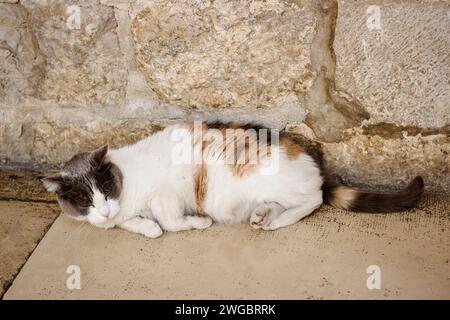 Gros plan d'un chat dormant dans la rue, Dubrovnik, Dalmatie, Croatie Banque D'Images