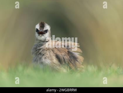 Portrait d'un oiseau bulbul (Pycnonotus goiavier) à plumes volantes, Thaïlande Banque D'Images