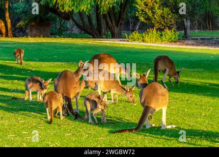 Troupe de kangourous en pâturage dans le parc national de Yanchep, Perth, Australie occidentale, Australie Banque D'Images