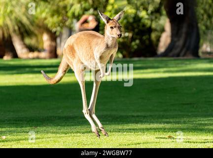 Baby Kangourou Jumping dans le parc national de Yanchep, Perth, Australie occidentale, Australie Banque D'Images