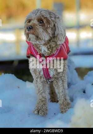 Un jeune chien Cavapoo jouant dans la neige avec une couverture rouge à Ludvika City, en Suède Banque D'Images