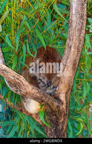 Gros plan Portrait d'un koala dormant dans un eucalyptus, Australie occidentale, Australie Banque D'Images