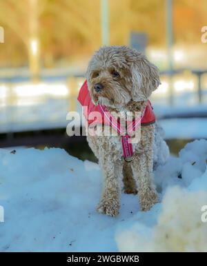 Un jeune chien Cavapoo jouant dans la neige avec une couverture rouge à Ludvika City, en Suède Banque D'Images