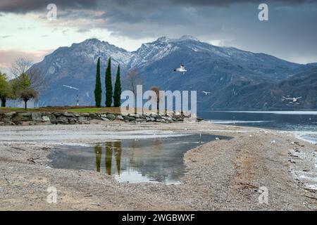 Cyprès reflété dans une flaque d'eau sur une plage du lac de Côme, Lecco, Lombardie, Italie Banque D'Images