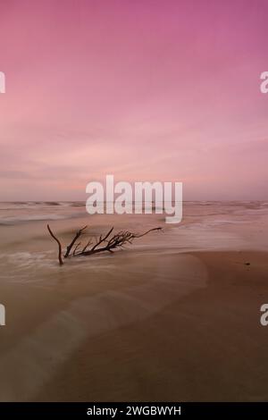 Coucher de soleil rose sur du bois flotté sur une plage de la mer Baltique, Lituanie Banque D'Images