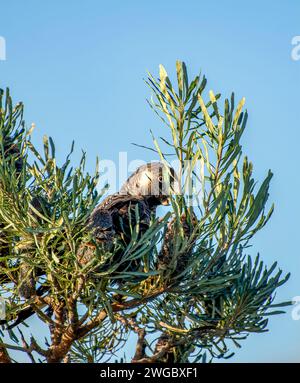 Cockatoo noir à bec court (Calyptorhynchus latirostris) se nourrissant de graines de Banksia dans une cime d'arbre, Australie Banque D'Images