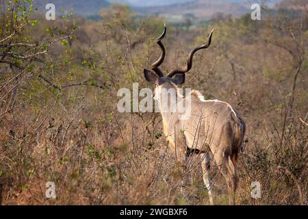 Vue arrière d'un Kudu dans la brousse, parc national Kruger, Afrique du Sud Banque D'Images