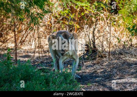 Gros plan d'un kangourou australien debout à l'ombre à l'abri de la chaleur, Australie Banque D'Images