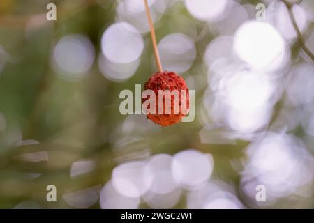 Gros plan de Cornus capitata, fruit du Dogwood de l'Himalaya Banque D'Images