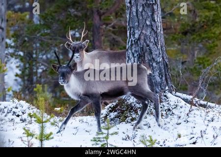 Europe, Finlande, Laponie, rennes en hiver, rennes, Rangifer tarandus, deux animaux Banque D'Images