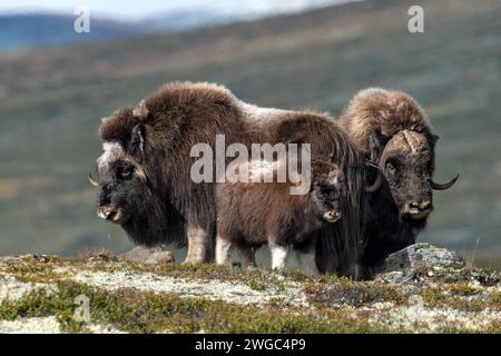 Trois bœufs musqués (Ovibos moschatus), à Dovrefjell, Norvège, famille, avec. Veau, trois Banque D'Images