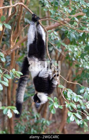 Afrique, Madagascar, lémuriens, lémuriens, indri (indri indri) Banque D'Images