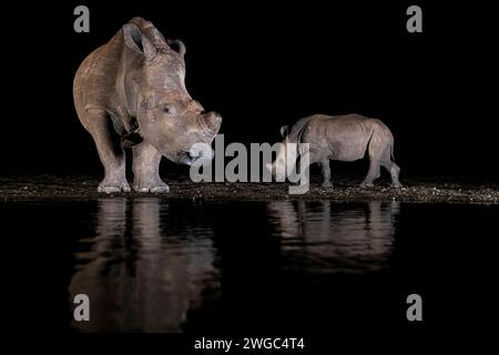 Afrique, Afrique du Sud, deux rhinocéros blancs buvant de l'eau la nuit à un point d'eau, rhinocéros blancs, rhinocéros blancs, (Ceratorium simum), tir de nuit Banque D'Images