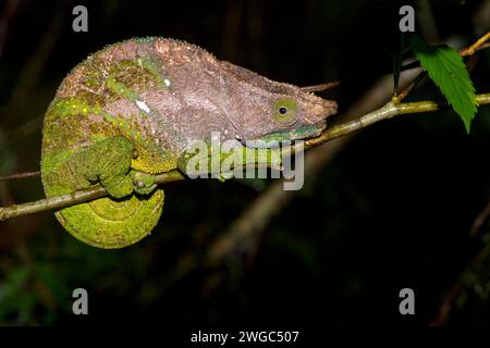 Caméléon à pattes bleues, (Calumma crypticim), iguanes, reptiles Banque D'Images